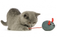 Picture of british shorthaired kitten with toy mouse isolated on a white background