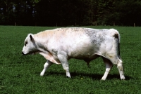 Picture of british white bull walking in field