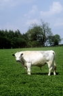 Picture of british white bull with nose ring 