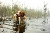 Picture of Brittany bathing in water