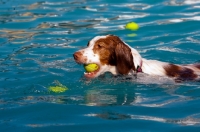 Picture of Brittany dog in swimming pool