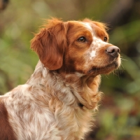 Picture of brittany head and shoulders