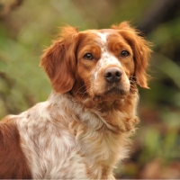 Picture of brittany head and shoulders