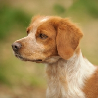 Picture of Brittany head study