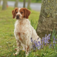 Picture of Brittany near bluebells