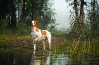 Picture of Brittany near riverside