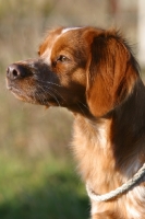 Picture of Brittany portrait