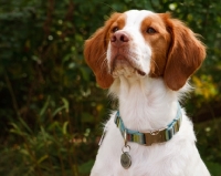 Picture of Brittany portrait