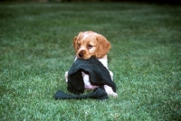 Picture of brittany puppy carrying a sock