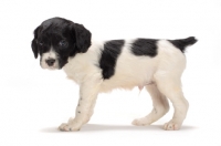 Picture of Brittany puppy on white background