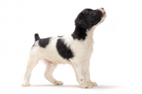 Picture of Brittany puppy on white background, side view
