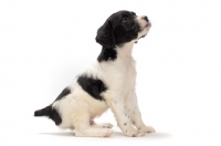 Picture of Brittany puppy on white background, sitting down