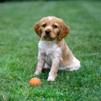 Picture of brittany puppy sitting with a ball