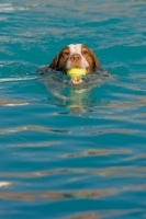 Picture of Brittany retrieving ball from water