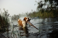 Picture of Brittany retrieving branch from water