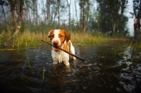 Picture of Brittany retrieving stick