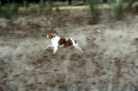 Picture of brittany running in field