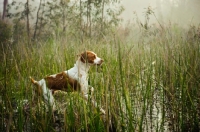 Picture of Brittany running in marshland