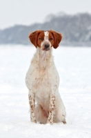 Picture of Brittany sitting in snow