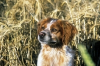 Picture of brittany, sonnenberg viking, in cornfield