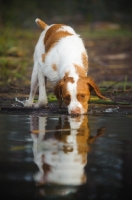 Picture of Brittany spaniel dipping into water