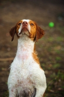 Picture of Brittany Spaniel, front view