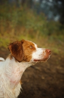 Picture of Brittany Spaniel head study