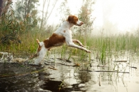 Picture of Brittany Spaniel jumping into water
