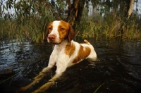 Picture of Brittany spaniel lying in water