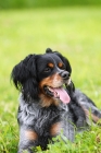 Picture of Brittany Spaniel lying on greenery