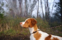 Picture of Brittany Spaniel on lead