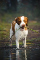 Picture of Brittany spaniel picking up vegetation