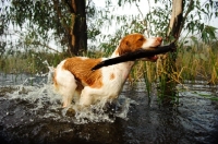 Picture of Brittany spaniel retrieving branch