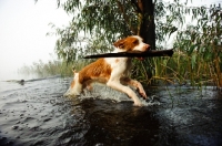 Picture of Brittany spaniel retrieving branch