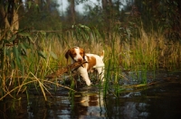 Picture of Brittany spaniel retrieving from water