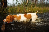 Picture of Brittany Spaniel retrieving log from water