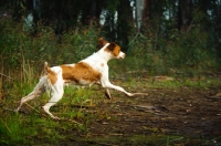 Picture of Brittany Spaniel running