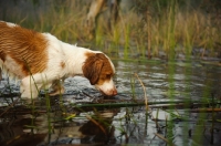 Picture of Brittany spaniel standing in water
