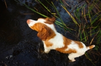 Picture of Brittany Spaniel top view