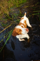 Picture of Brittany Spaniel walking in water