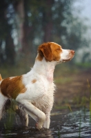 Picture of Brittany Spaniel