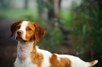 Picture of Brittany Spaniel
