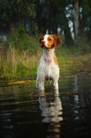 Picture of Brittany standing in water