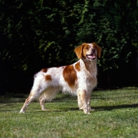 Picture of brittany standing on grass