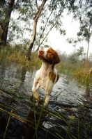 Picture of Brittany wading through water