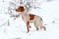 Picture of Brittany walking in snow