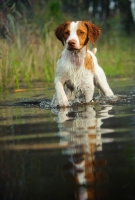 Picture of Brittany walking in water