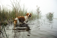 Picture of Brittany walking into water