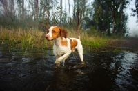 Picture of Brittany walking through water