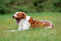 Picture of Brittany yawning